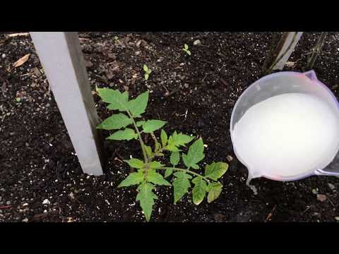 Fertilizing tomatoes with yeast in a greenhouse