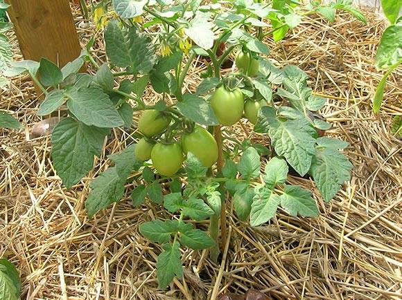 Fertilizing tomatoes with yeast in a greenhouse