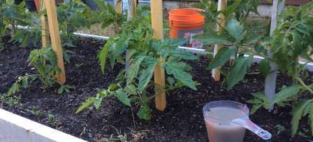 Fertilizing tomatoes with yeast in a greenhouse