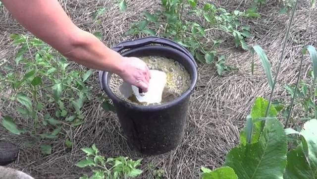 Fertilizing tomatoes with yeast in a greenhouse