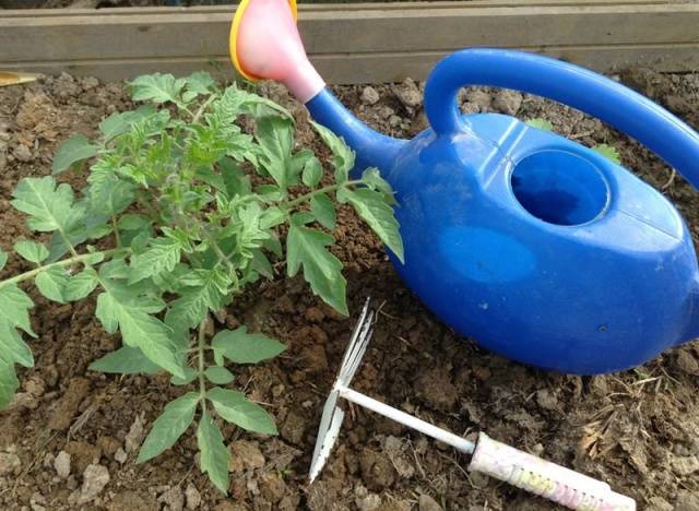 Fertilizing tomatoes with yeast in a greenhouse