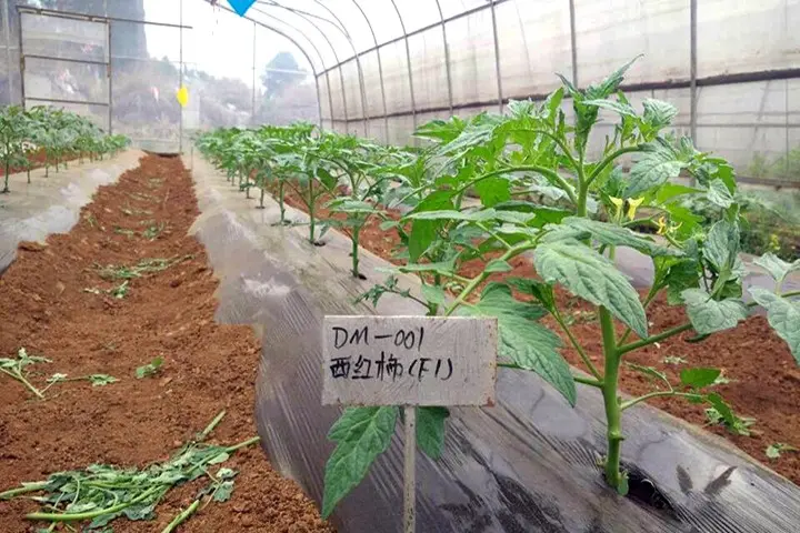 Fertilizing tomatoes with yeast in a greenhouse