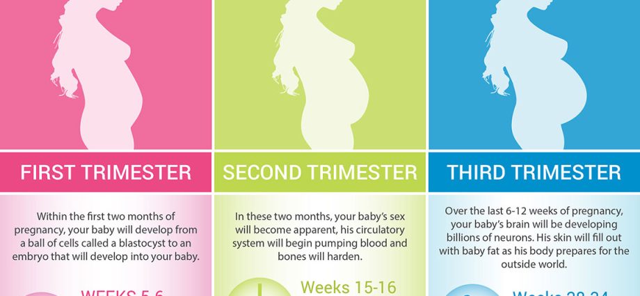 Fetal development stages &#8211; the first, second and third trimesters of pregnancy