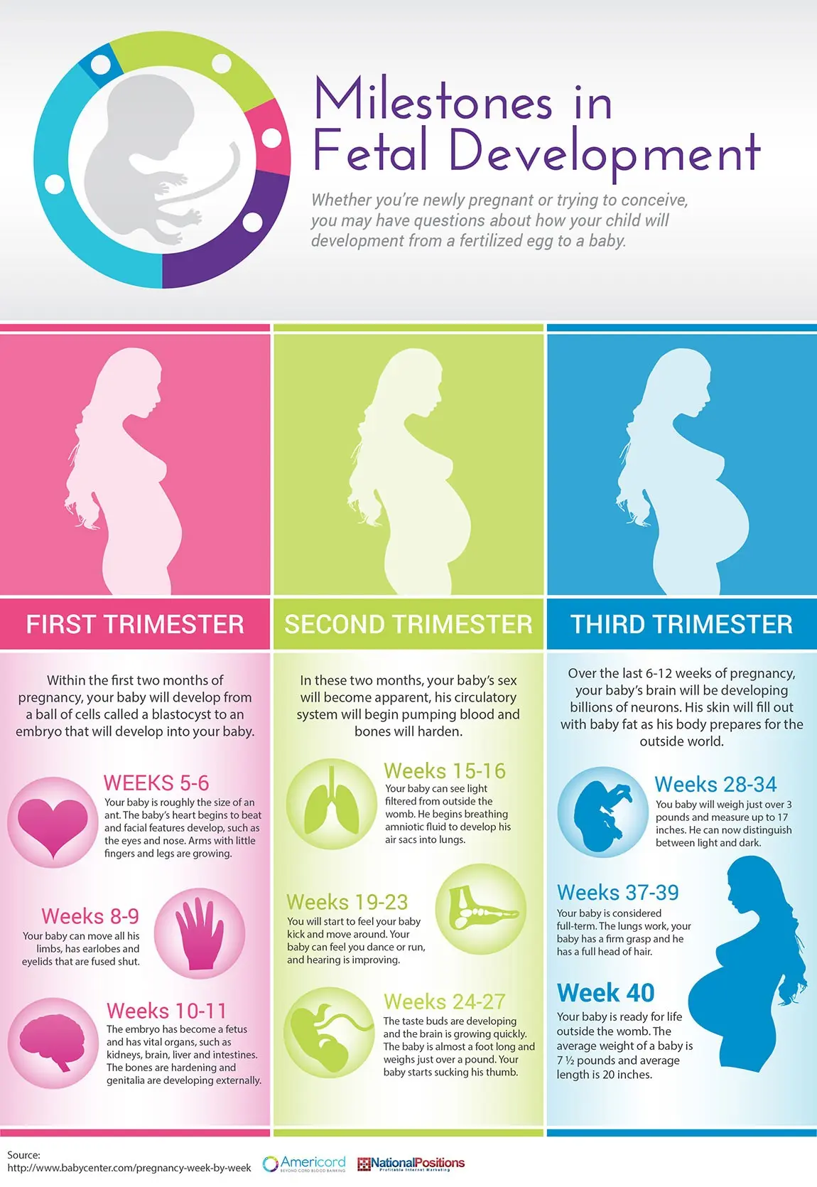 Fetal development stages &#8211; the first, second and third trimesters of pregnancy