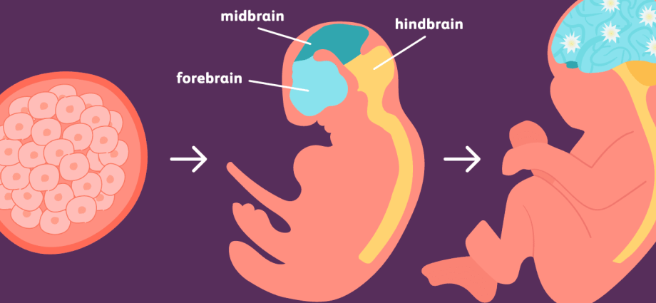 Fetus &#8211; stages of development, developmental defects. The course of pregnancy and the development of the fetus