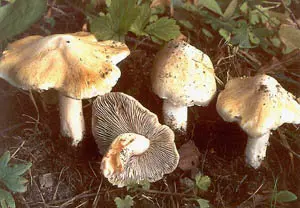 Fiberglass patouillard (Inocybe patouillardii) photo and description