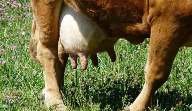 Fibrinous mastitis in cows: treatment and prevention