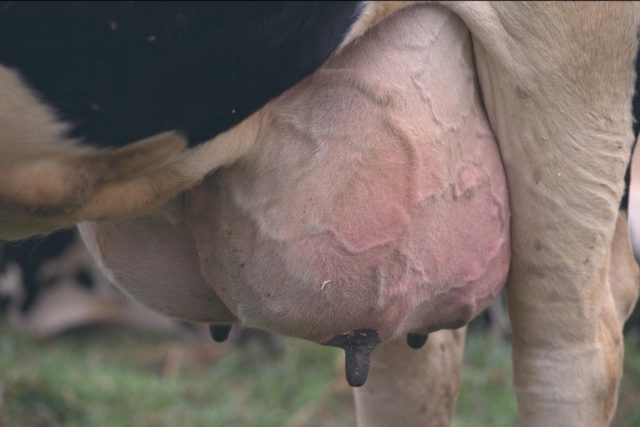 Fibrinous mastitis in cows: treatment and prevention