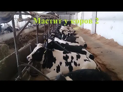 Fibrinous mastitis in cows: treatment and prevention