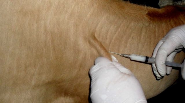 Fibrinous mastitis in cows: treatment and prevention