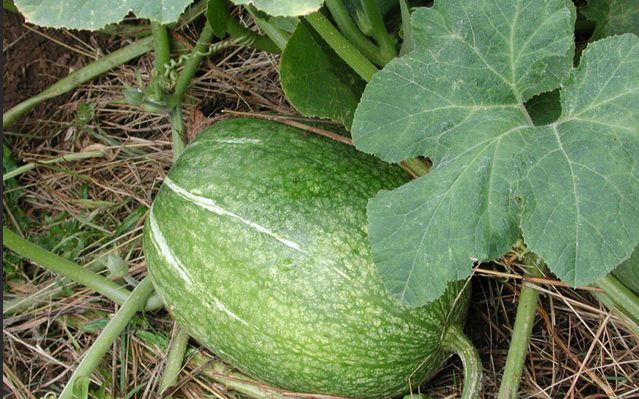 Ficifolia fig-leaved pumpkin: photos, recipes