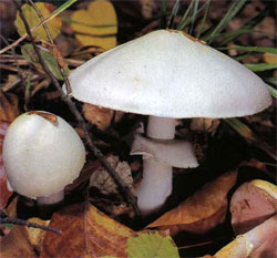 Field champignon (Agaricus arvensis) photo and description