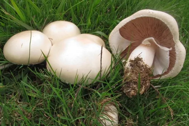 Field champignons: photo and description, edibility, differences from poisonous