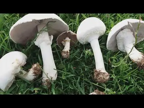 Field champignons: photo and description, edibility, differences from poisonous