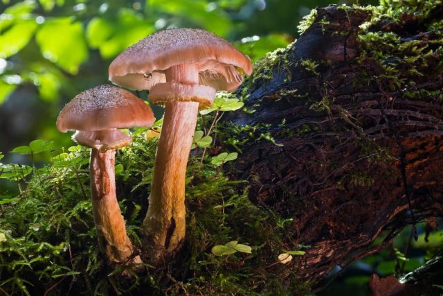 Field champignons: photo and description, edibility, differences from poisonous