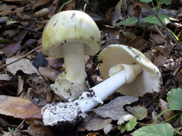 Field champignons: photo and description, edibility, differences from poisonous