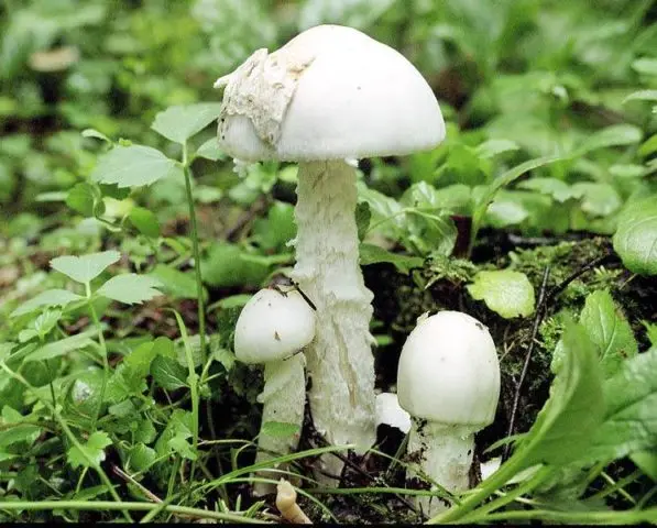 Field champignons: photo and description, edibility, differences from poisonous