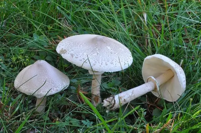 Field champignons: photo and description, edibility, differences from poisonous