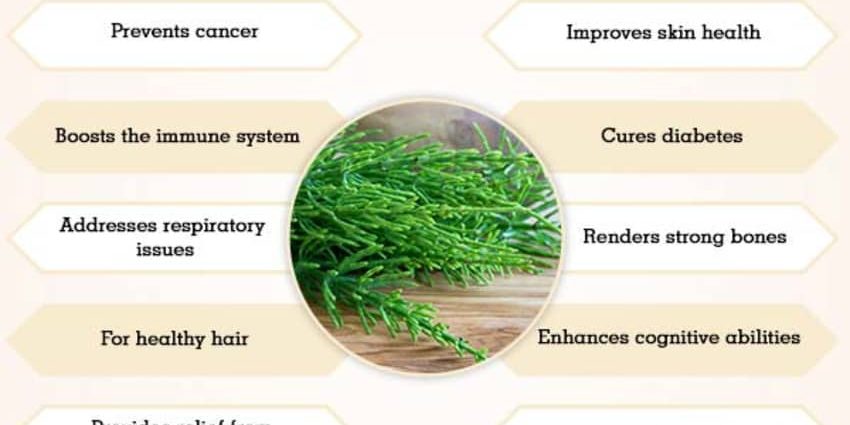 Field horsetail &#8211; application, healing properties, action