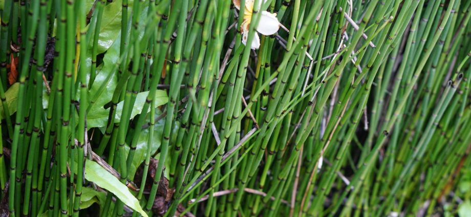 Field horsetail &#8211; what to use for? How do you brew a field horsetail?