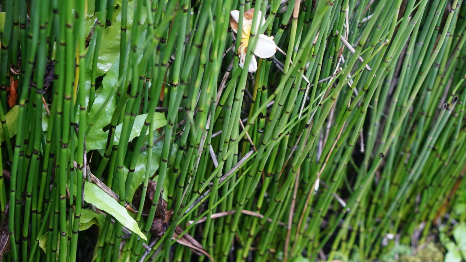 Field horsetail &#8211; what to use for? How do you brew a field horsetail?