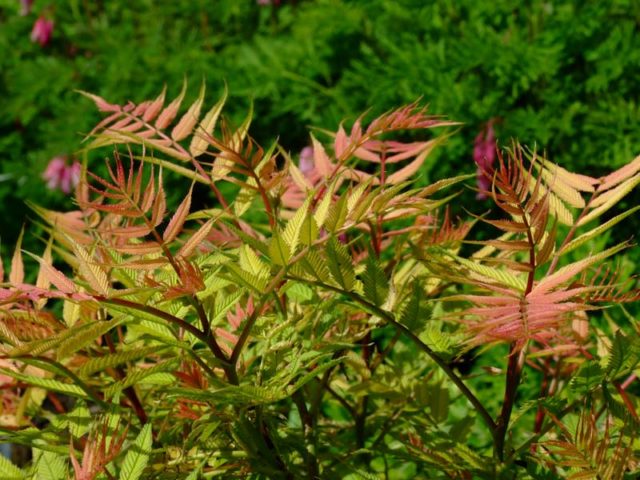 Fieldfare in the landscape design of the garden