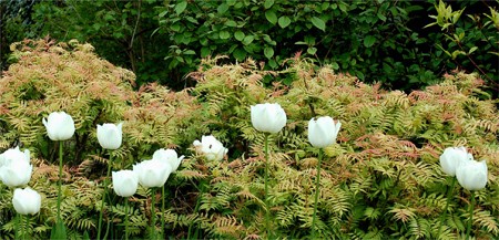 Fieldfare in the landscape design of the garden