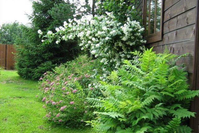 Fieldfare in the landscape design of the garden