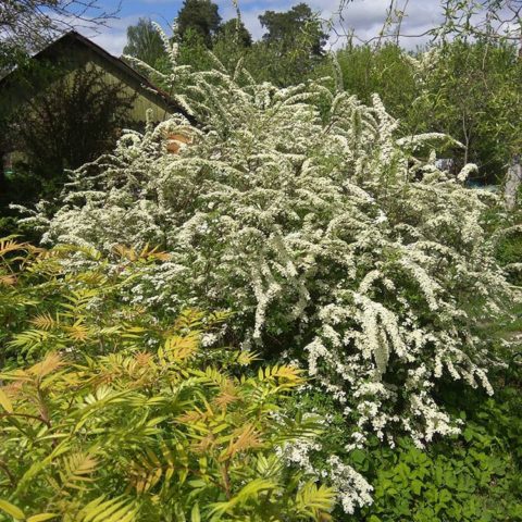 Fieldfare in the landscape design of the garden