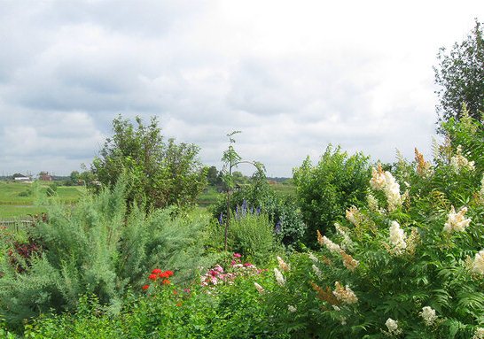 Fieldfare in the landscape design of the garden