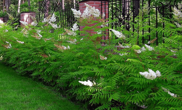 Fieldfare in the landscape design of the garden