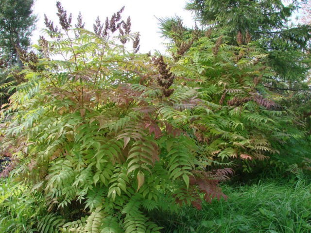 Fieldfare in the landscape design of the garden