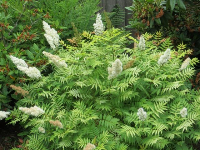 Fieldfare in the landscape design of the garden