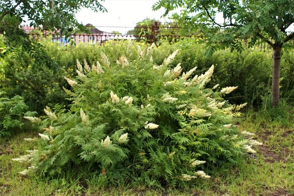 Fieldfare in the landscape design of the garden