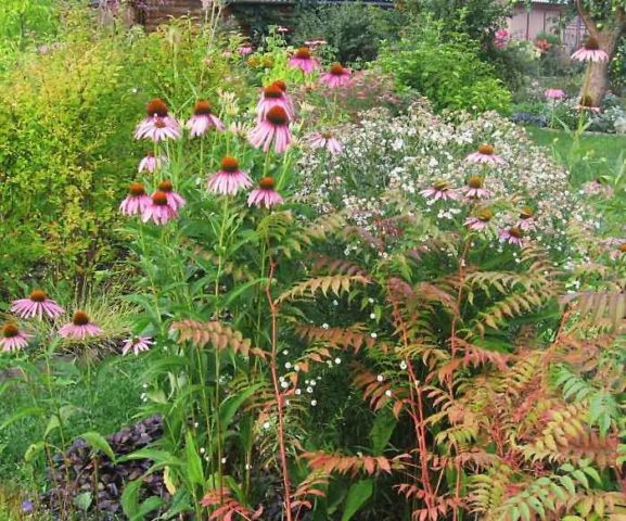 Fieldfare in the landscape design of the garden