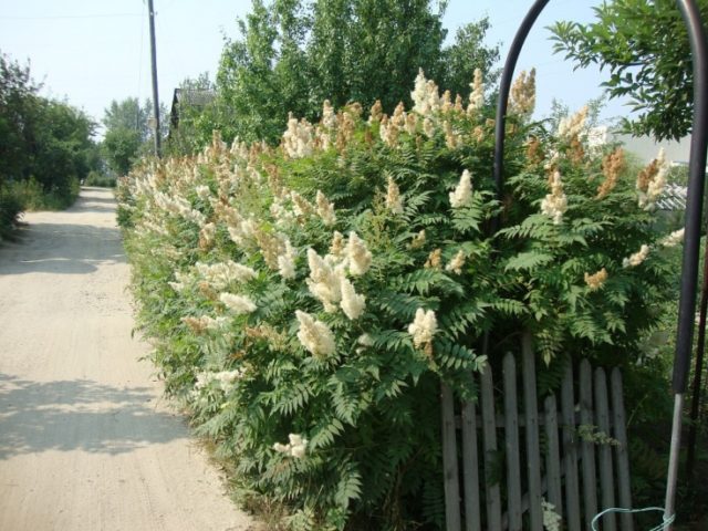 Fieldfare in the landscape design of the garden