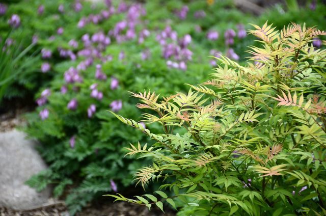 Fieldfare in the landscape design of the garden