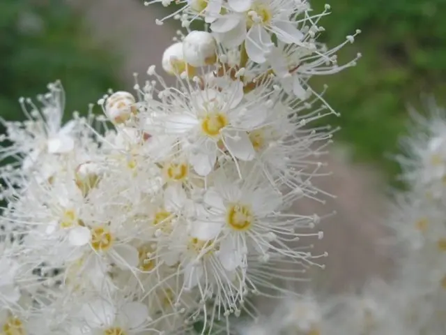 Fieldfare Rowan Sem: description, planting and care, photo