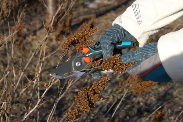 Fieldfare Rowan Sem: description, planting and care, photo