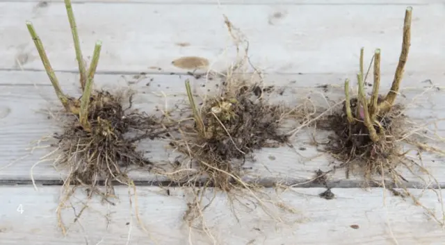 Fieldfare Rowan Sem: description, planting and care, photo