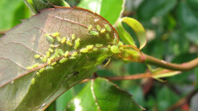 Fieldfare Rowan Sem: description, planting and care, photo