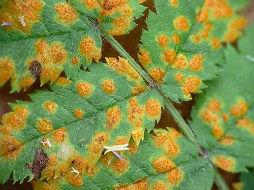 Fieldfare Rowan Sem: description, planting and care, photo