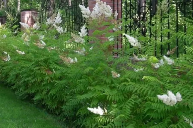 Fieldfare Rowan Sem: description, planting and care, photo