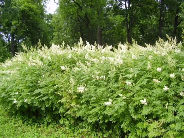 Fieldfare Rowan Sem: description, planting and care, photo