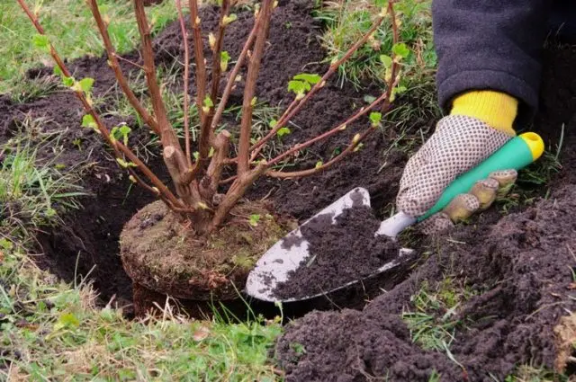 Fieldfare Rowan Sem: description, planting and care, photo