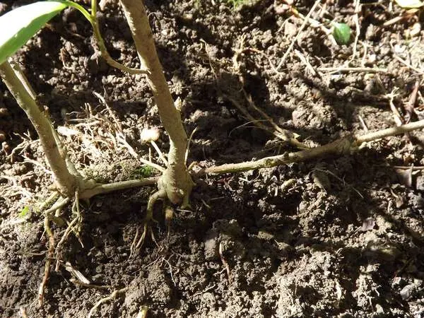 Fieldfare Rowan Sem: description, planting and care, photo