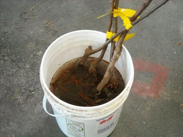 Fieldfare Rowan Sem: description, planting and care, photo