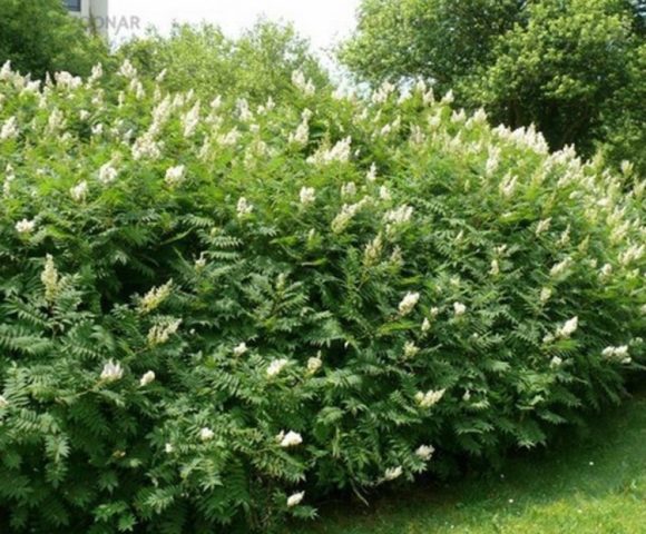 Fieldfare rowanberry: photo, how quickly it grows, care in the open field