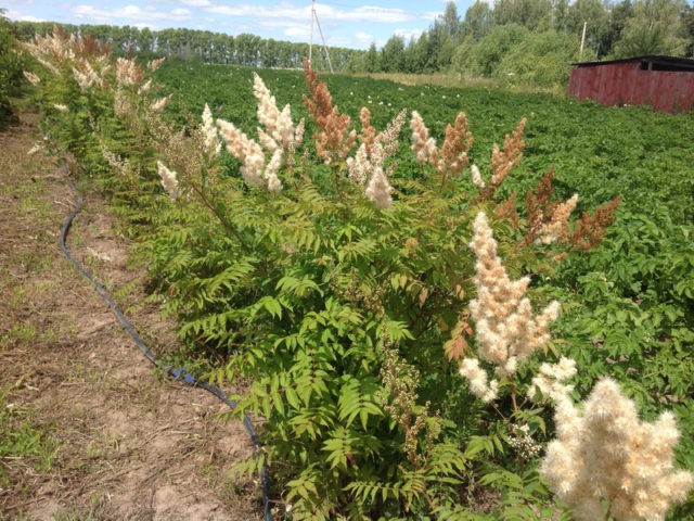 Fieldfare rowanberry: photo, how quickly it grows, care in the open field