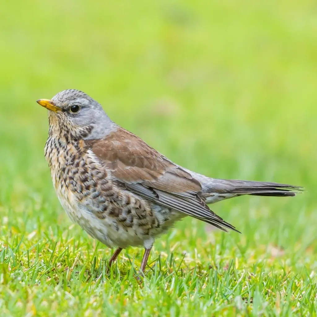 Fieldfare rowanberry: photo, how quickly it grows, care in the open field